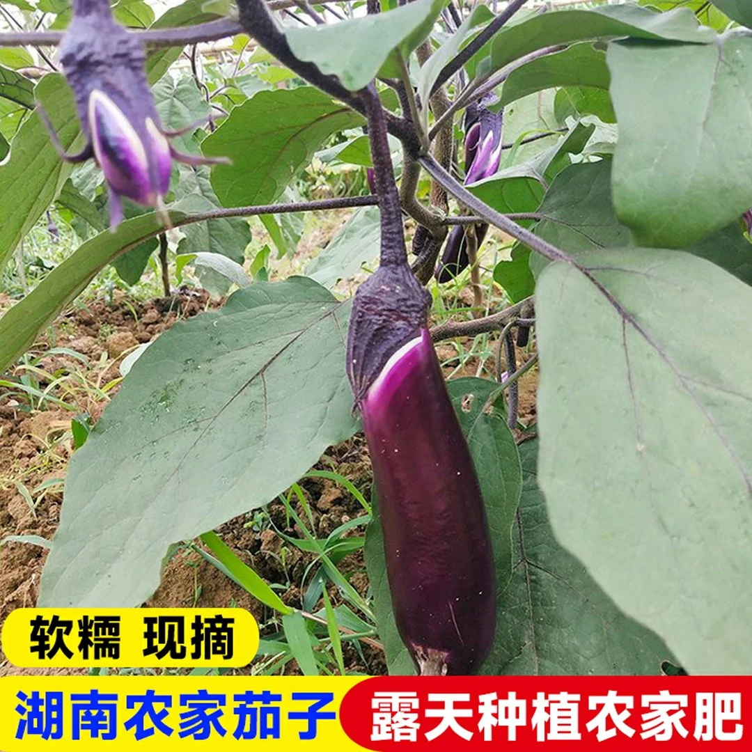 【顺丰包邮】湘西农家新鲜现摘土茄子老品种紫茄子软糯现摘新鲜茄子