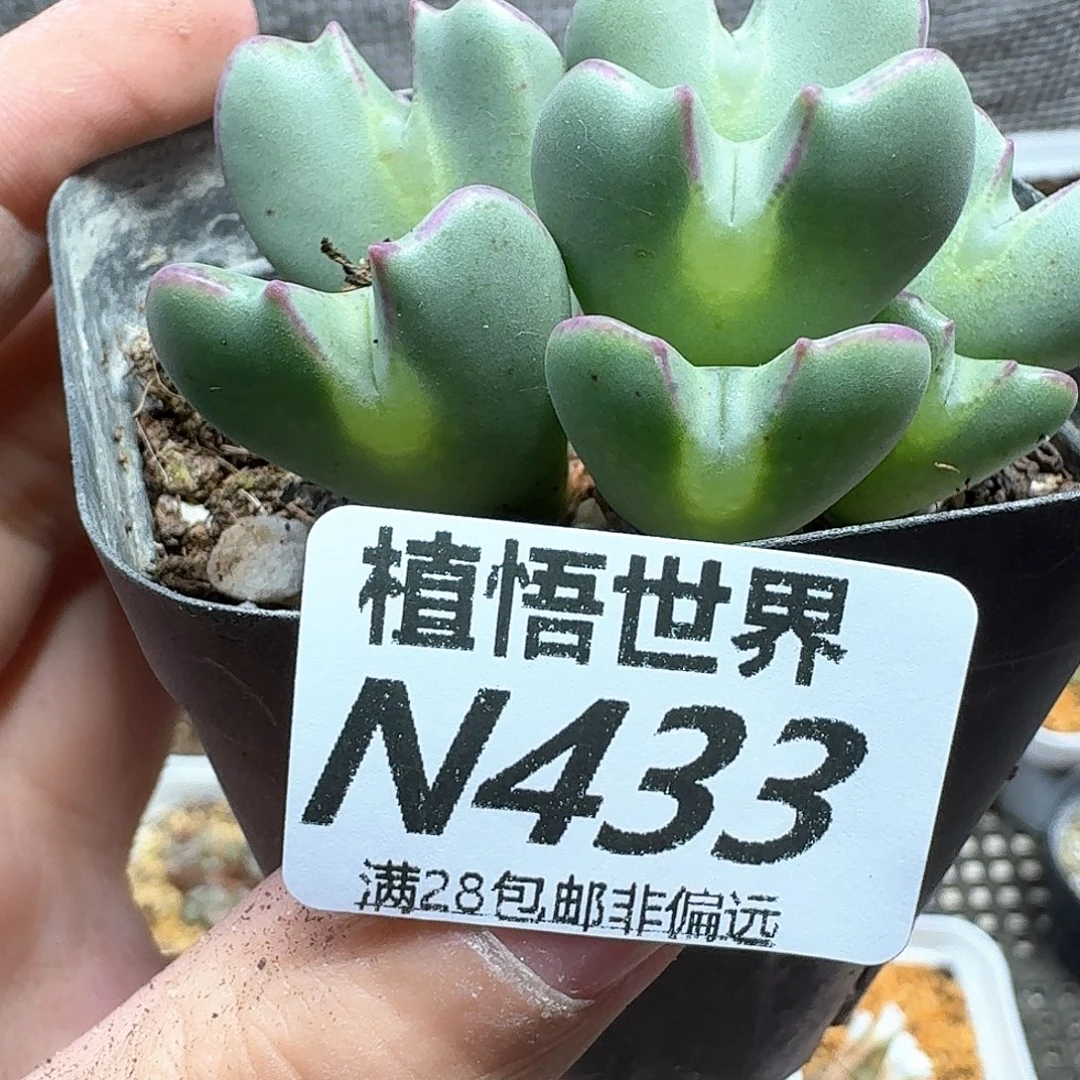 多肉植物的润泽法vgh