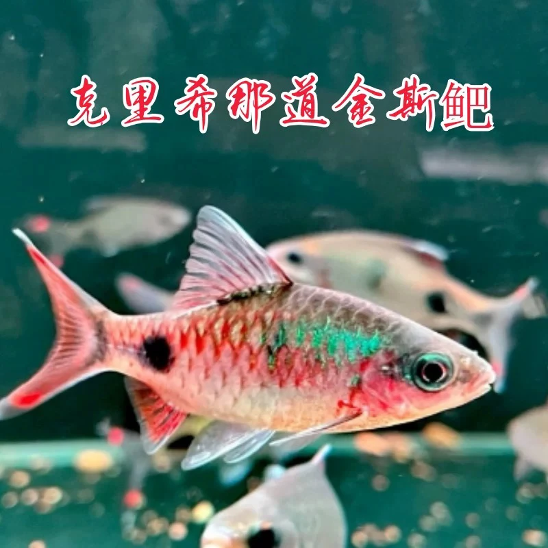 克里希那道金斯鲃广温淡水观赏鱼原生鱼紫红彩虹黑影道人钻石活体