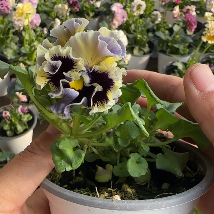 无花朵量拍角堇小苗德古拉淡黄边