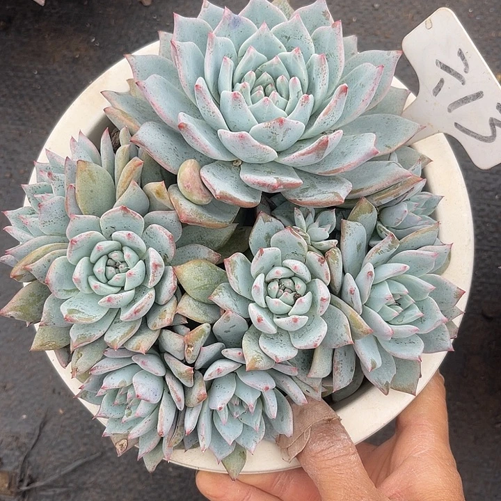 两单包邮，一物一拍13粉蓝鸟