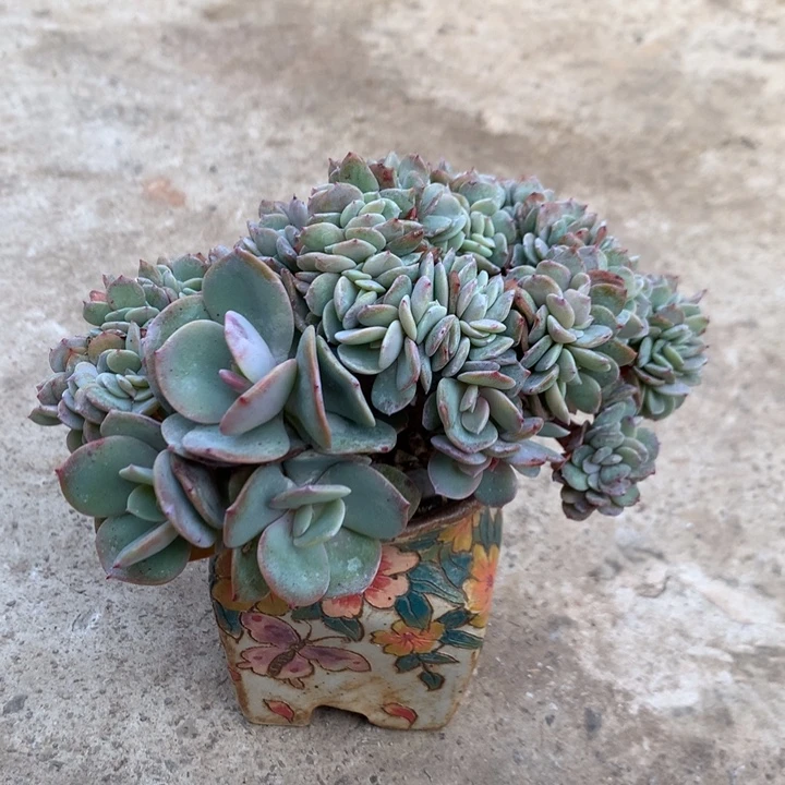 多肉植物白凤缀有瑕