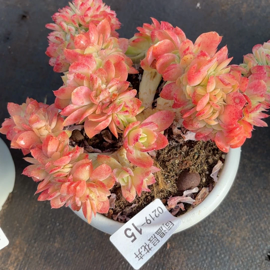 同温层多肉15不知名缀