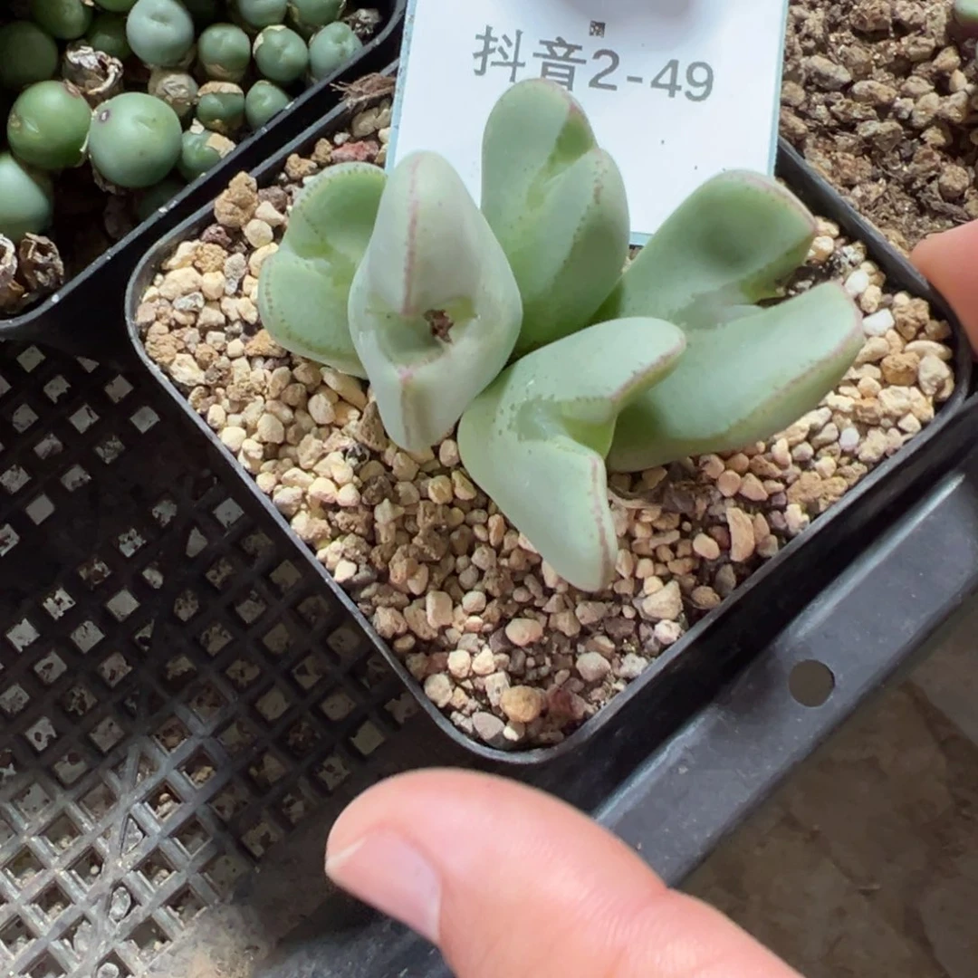 2-49肉锥多肉植物，