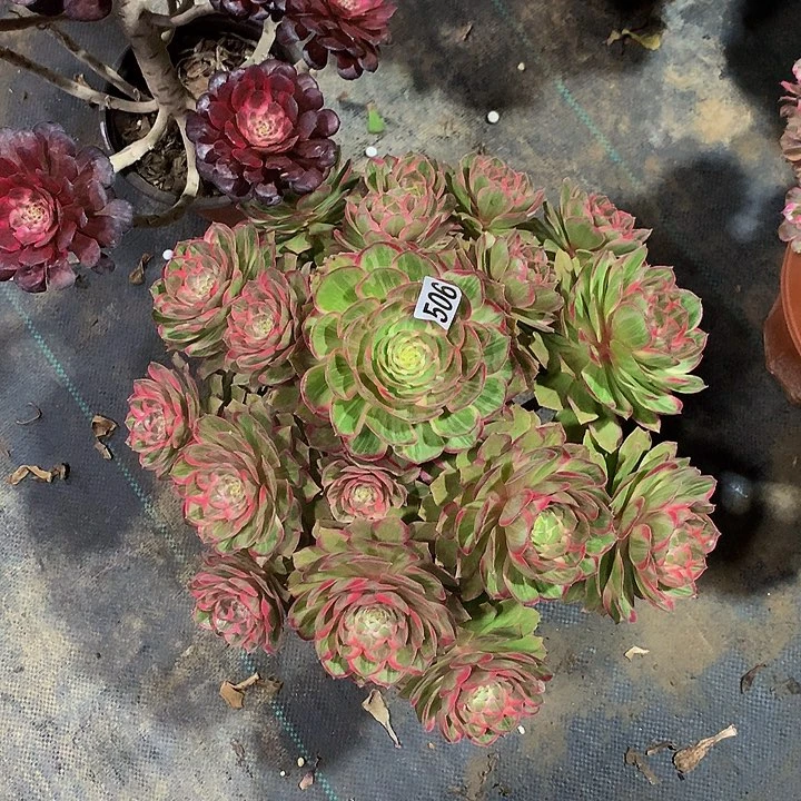 -****】多肉莲花座506000