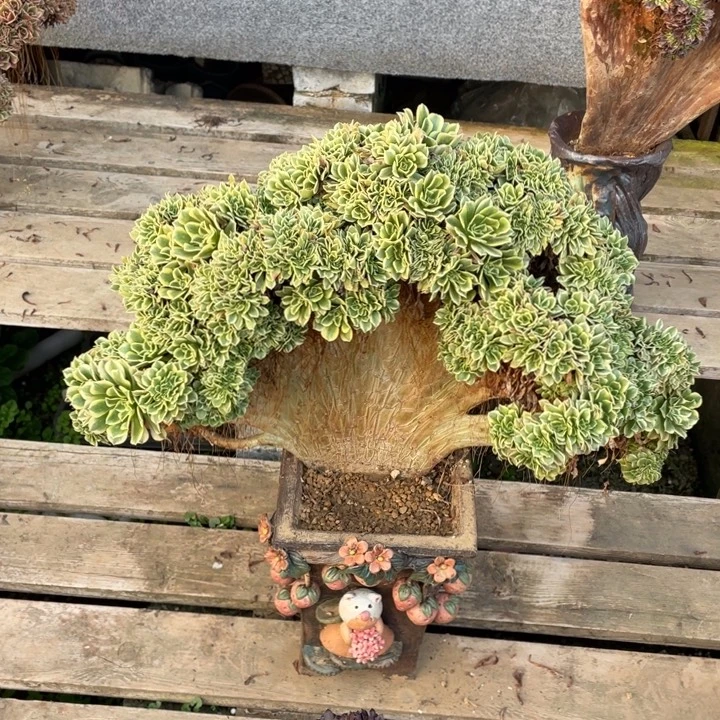 法师老桩缀化绿豆沙