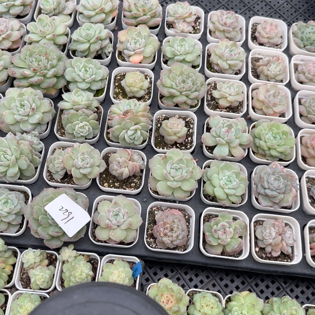 2291 一半托满20包邮