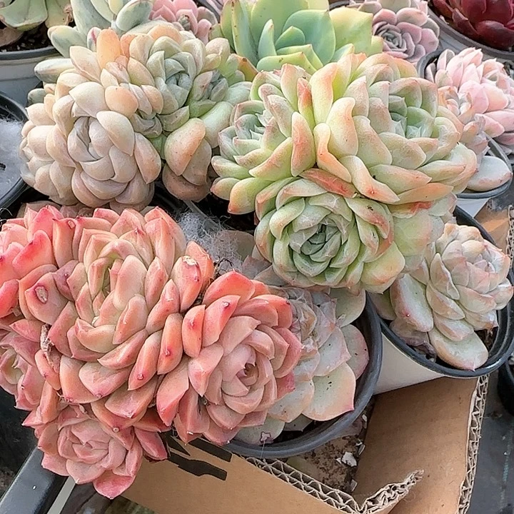 心****师青蛙王子儿童牙膏111