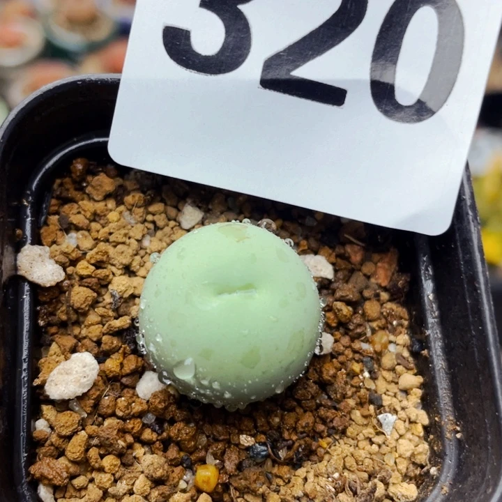 320鸽子蛋母本带盆