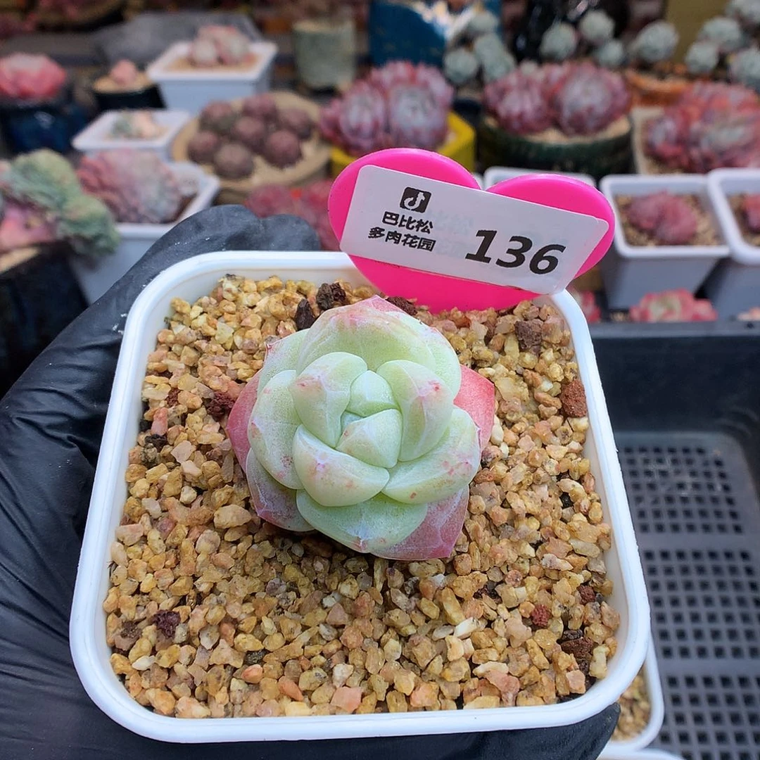 泡**.136 冰玉石化多肉