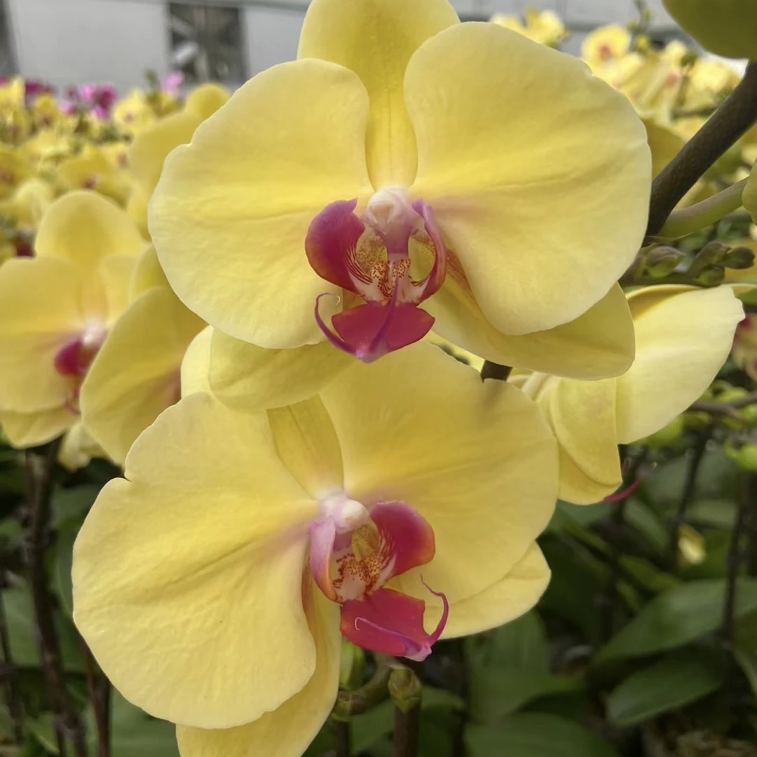 【蝴蝶兰--黄金美人】2.8苗子 不带剑  高档花卉，净化空气