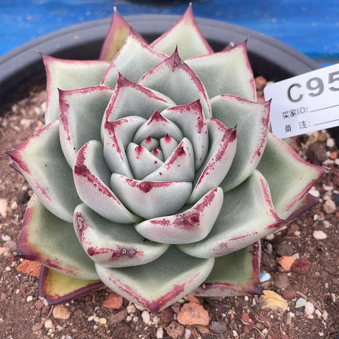 若如东云单拍C951