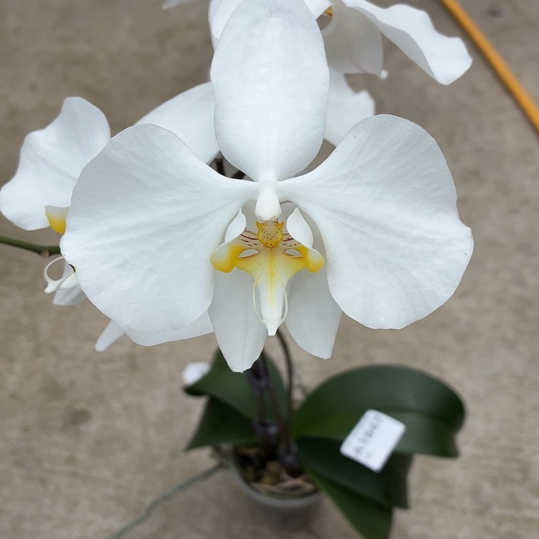 当前无花朵，栽培后可花朵A1847巴拉望阿婆交苏啦威西啊嬷