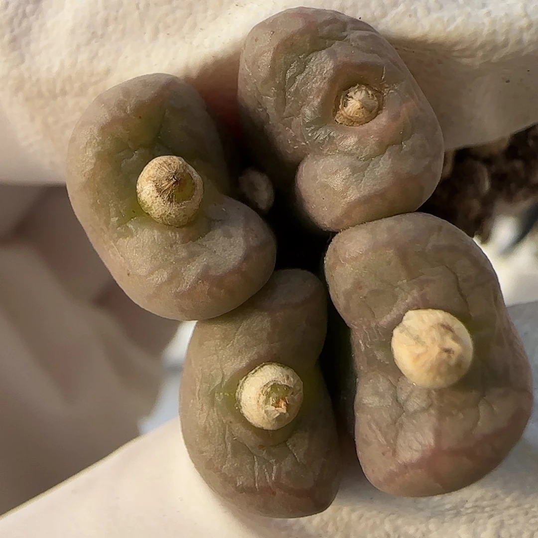 11-26-135当天满38包邮杂交