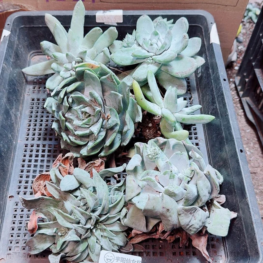 6358瑕疵框拍不售后
