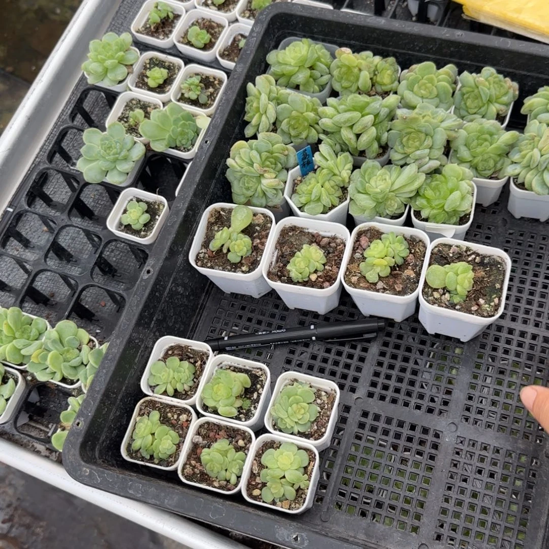 你***！24个茘枝群满25包邮