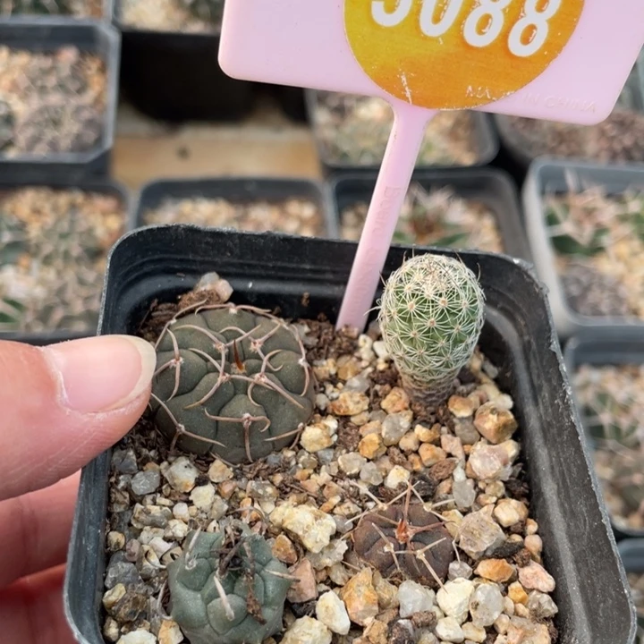 8***5实生30880000000000