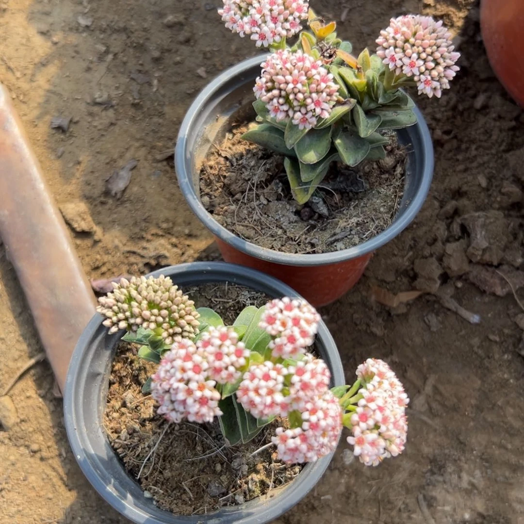 ?****?多肉植物多肉植物