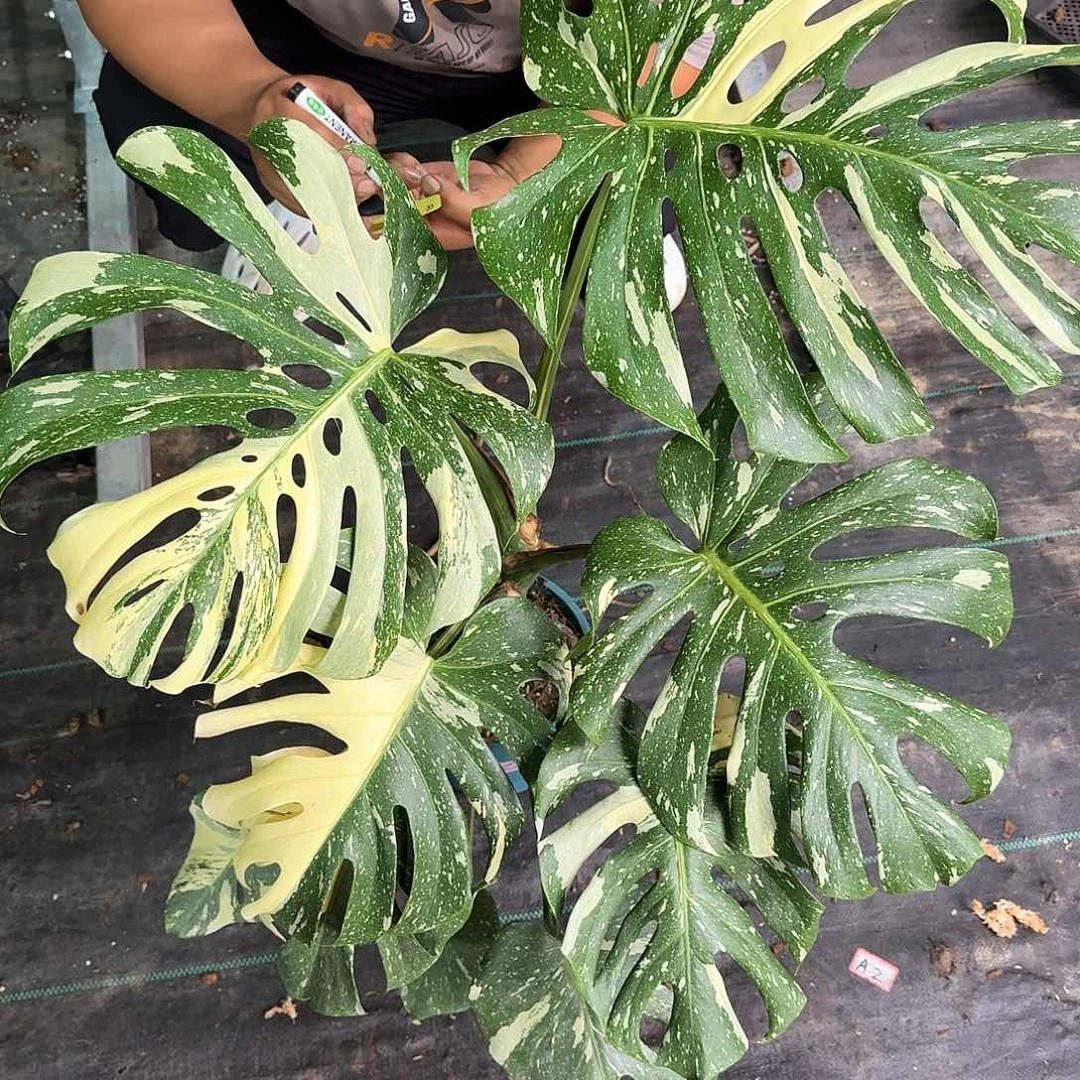 无花朵焱*G22洒金大老叶小焦尖