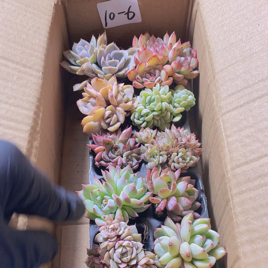 【闪购商品】10颗-6