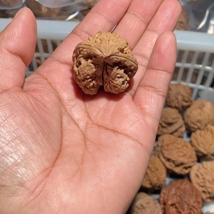 云***绕核桃粗筋蛇尺寸35