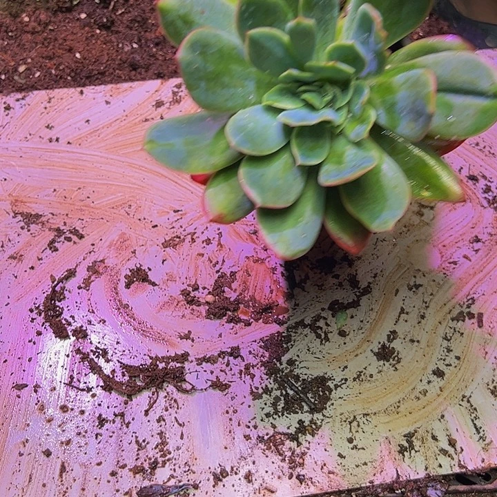 静***檀多肉多肉多肉多肉