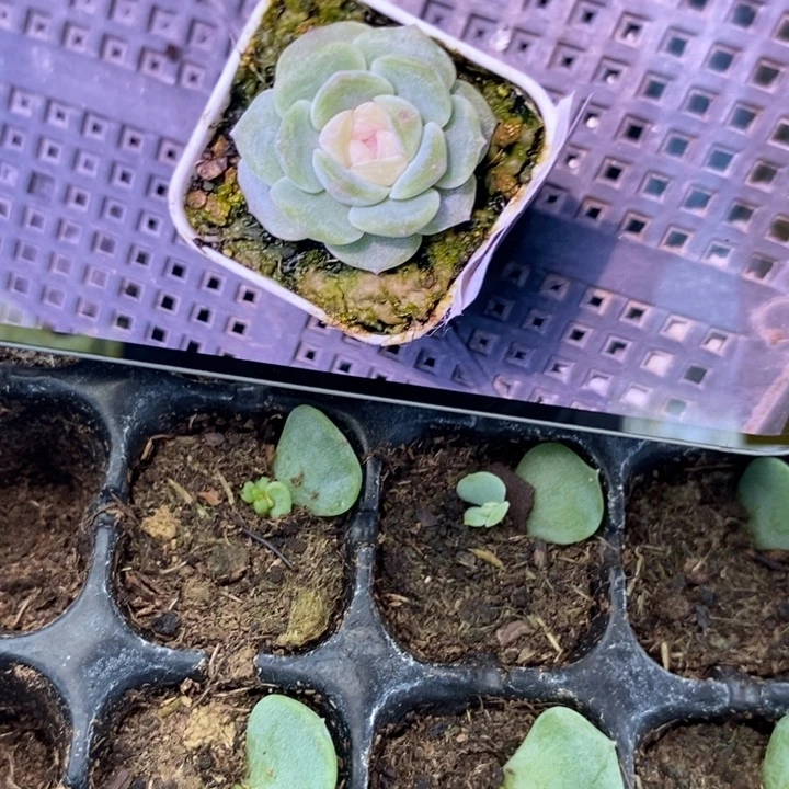 龙葵芽苗一个多肉