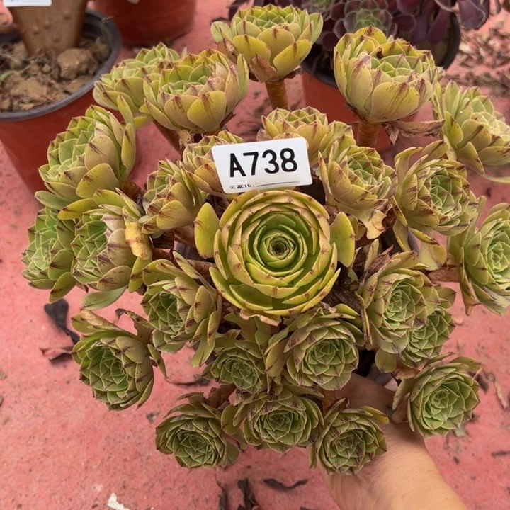 万拉丝多肉植物738.