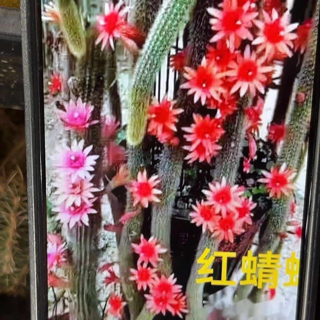 5颗无根侧牙20包邮24