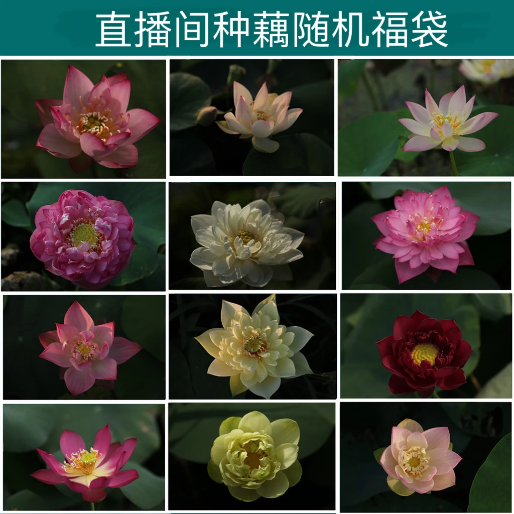 直播间随机种藕福袋标注品种名称偏远地区不包邮