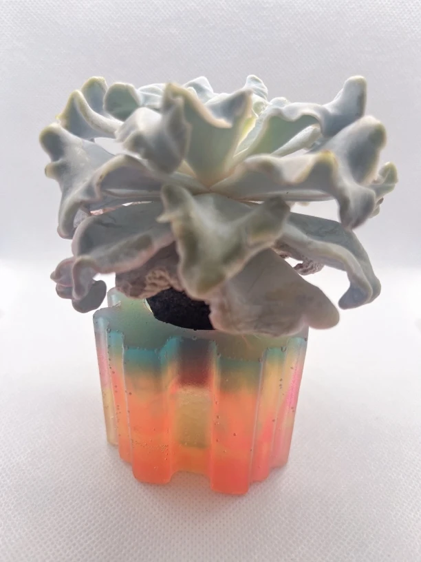 精品无土多    芭蕾舞者（➕盆颜色是随机发货）