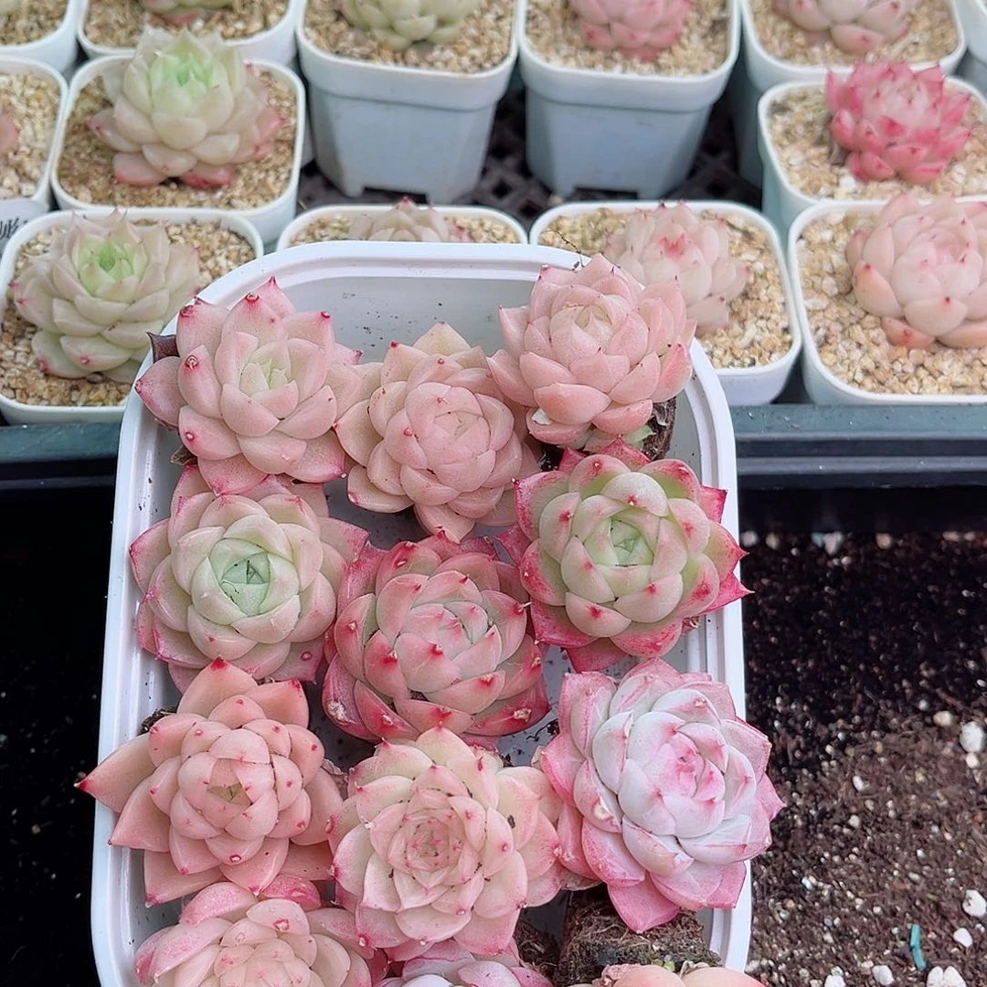 1-975 新疆西藏内蒙不发2-3公分多肉