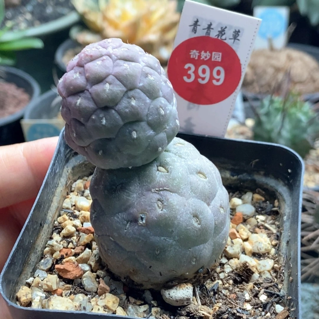 自根双头无刺习志野3.3cm