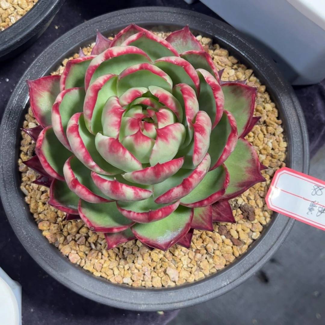 布*惊鸿仙子 一物一拍