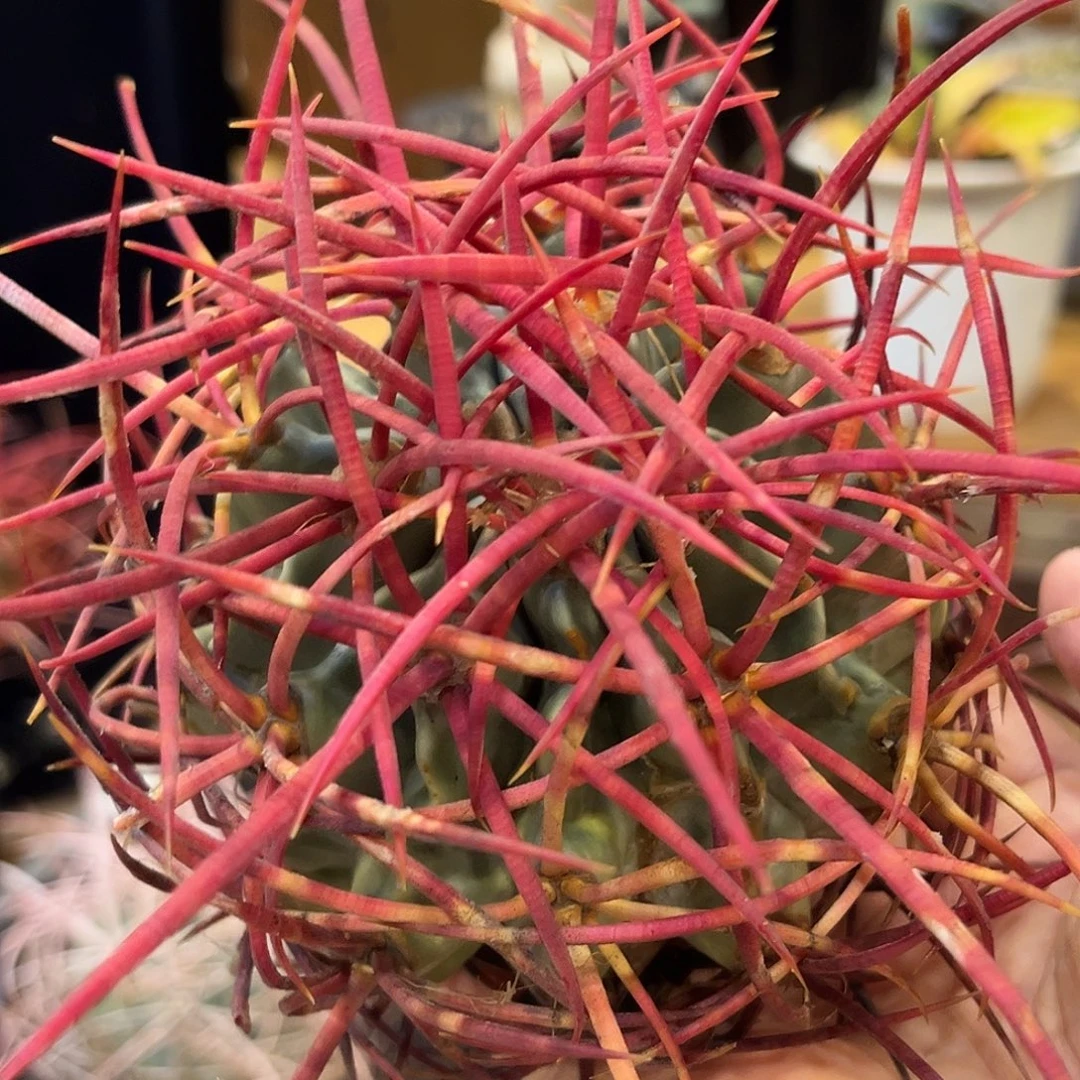 潮流植物 大龙冠 长刺