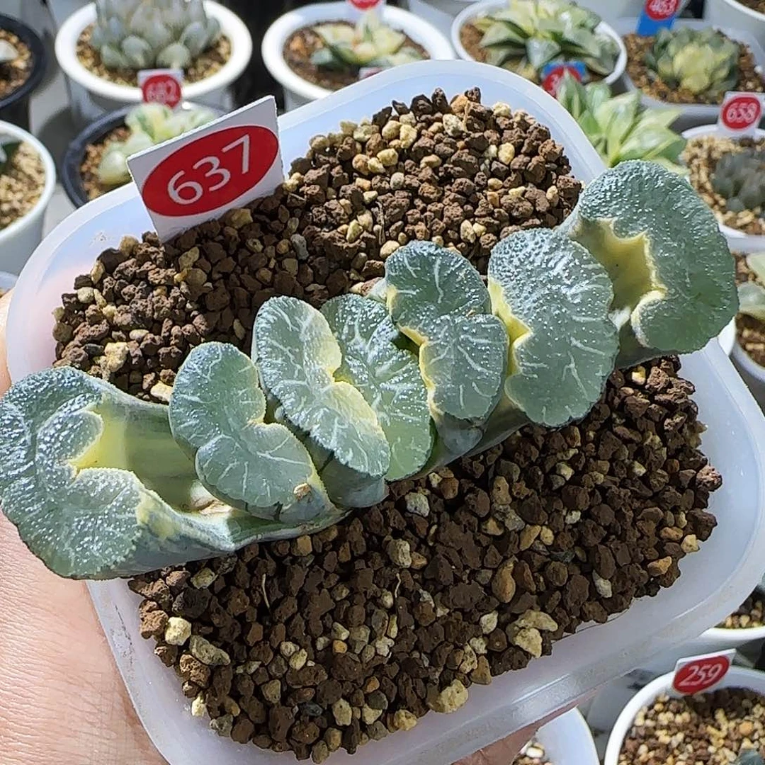 637号糊斑大绳玉扇锦一物一拍带盆土