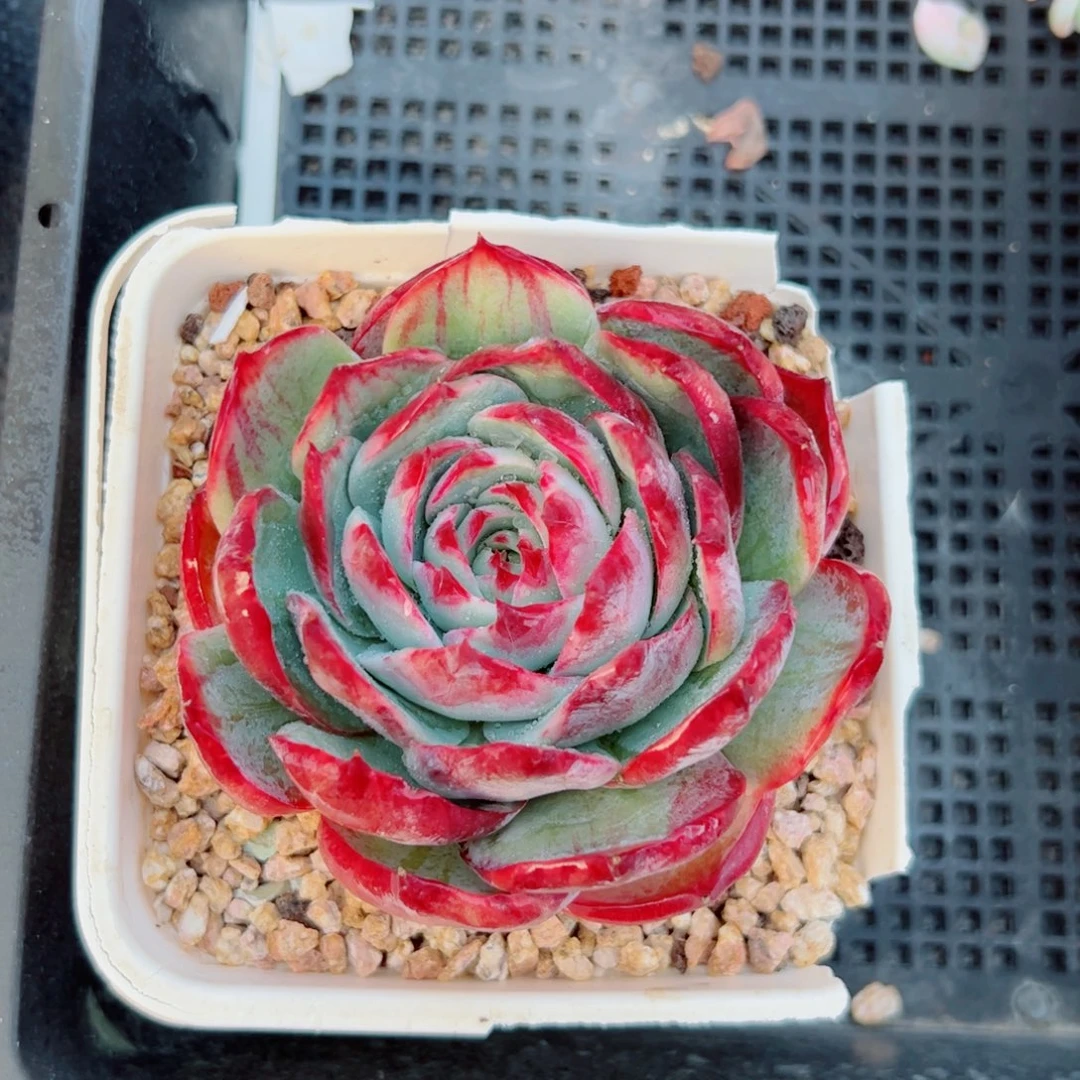 惊鸿仙子多肉植物
