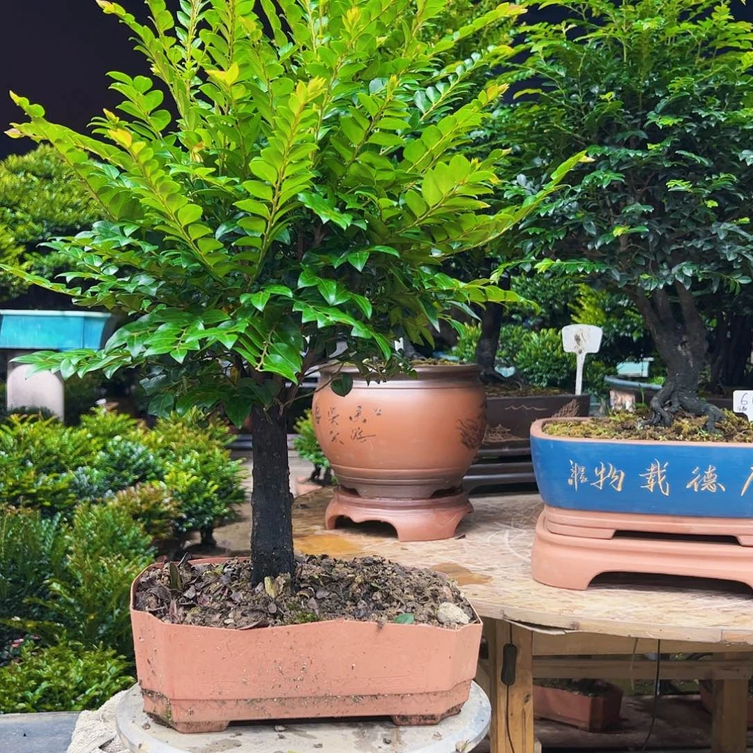 无花朵三广东小叶紫檀