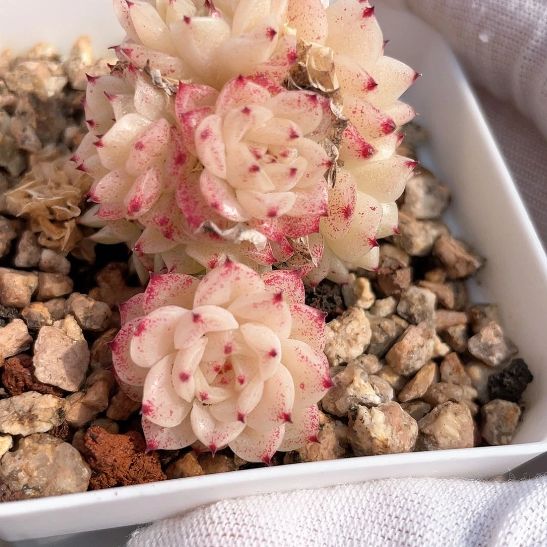 我优选麦秆福利8880