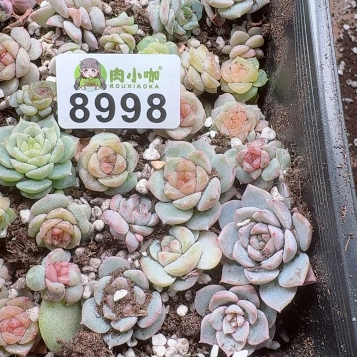 九****煊多肉植物多肉植物