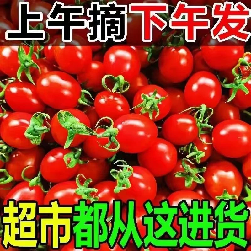 广西露天种植酸甜新鲜圣女果现摘现发孕妇水果3/5斤整箱