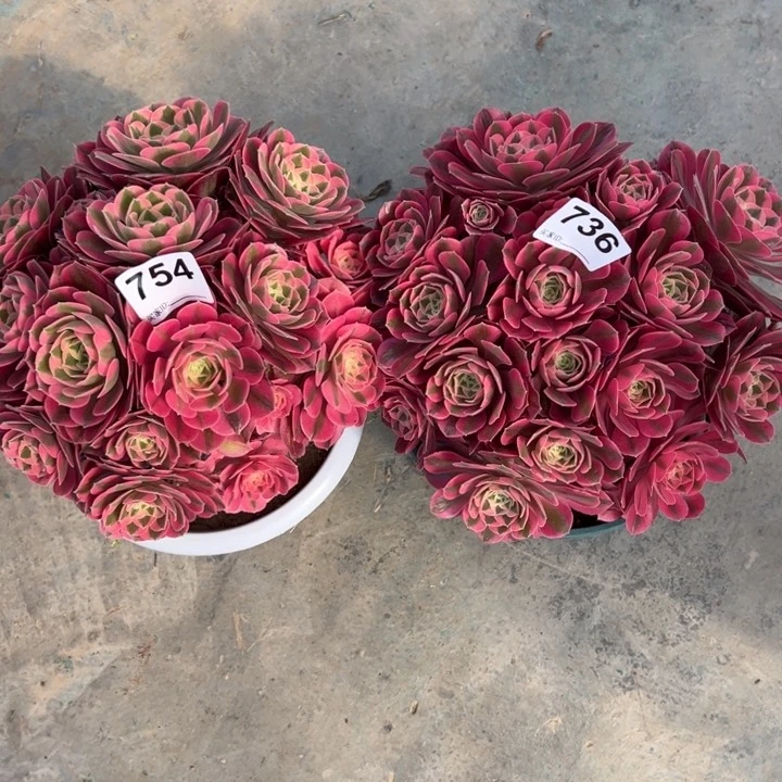 嘿**子754号，736号，2棵女巫22厘米左右