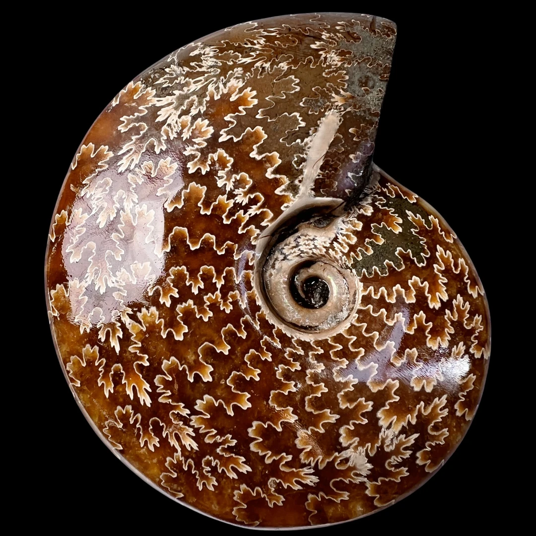 【 叶菊石（ 手把件 ）】尺寸106.8 mm 玉化 马达加斯加SS 古贝壳 B6