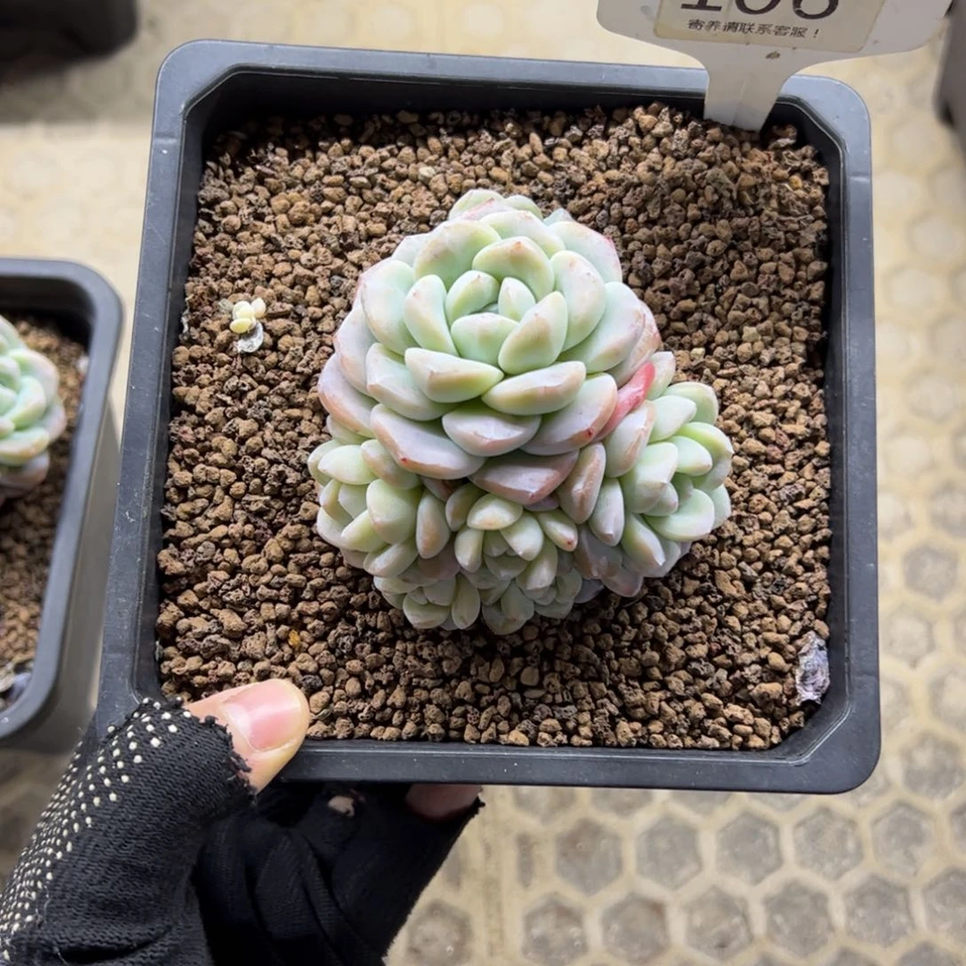 红陶C***e106号多肉植物