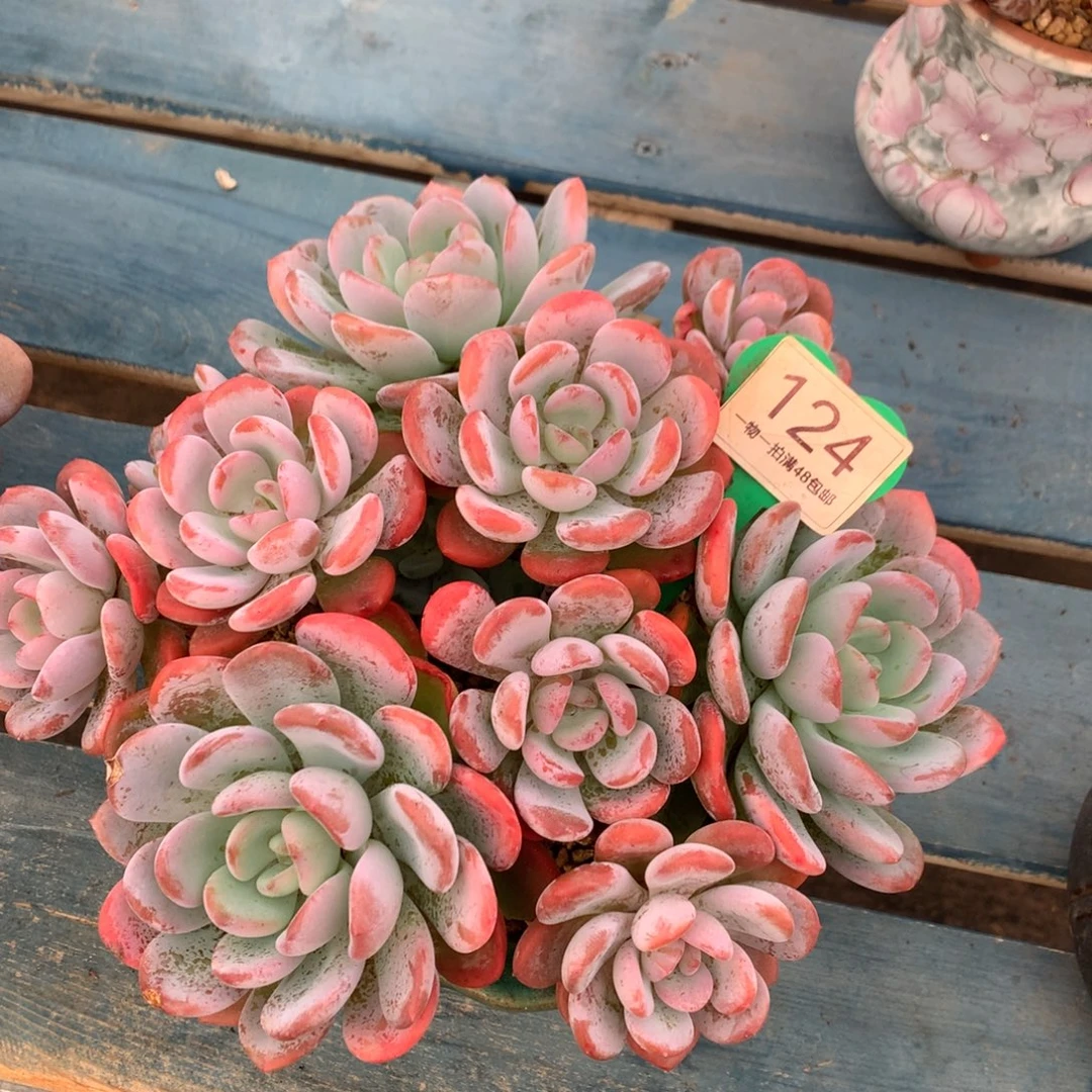 香橙老桩无砍平头124