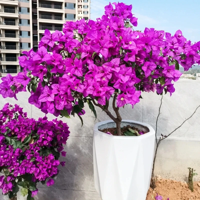 云南紫·三角梅四季勤花大苗紫韵优雅梦幻带花带盆开花阳台庭院