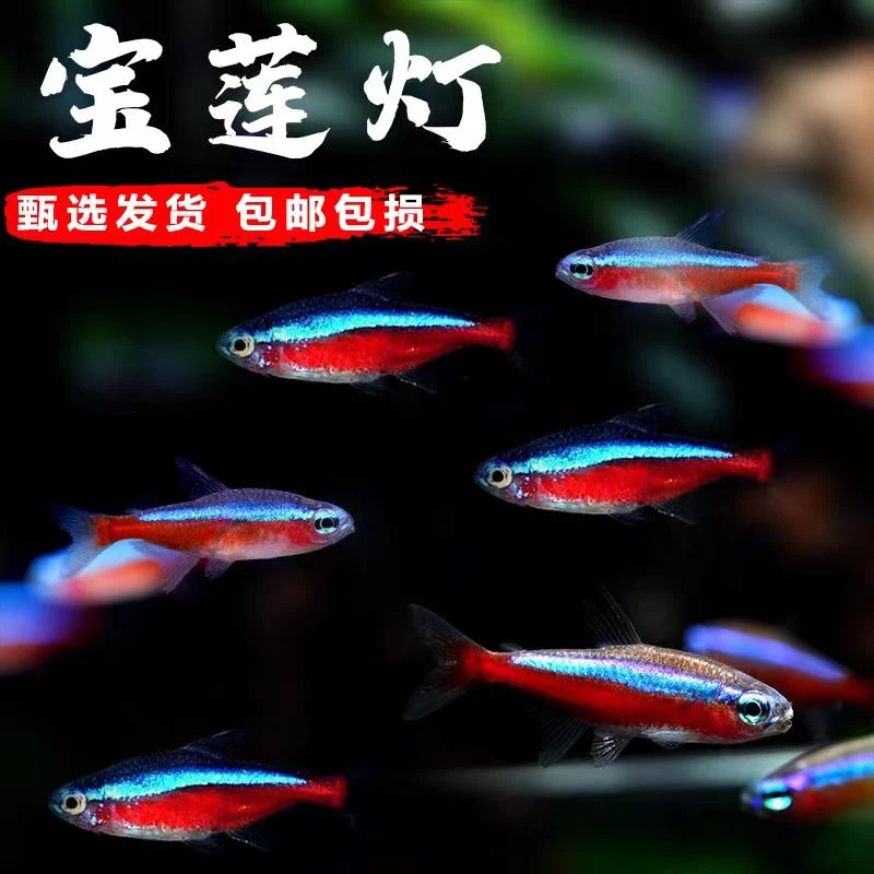 宝莲灯鱼热带观赏鱼小型热带灯科观赏鱼草缸淡水群耐活游鱼