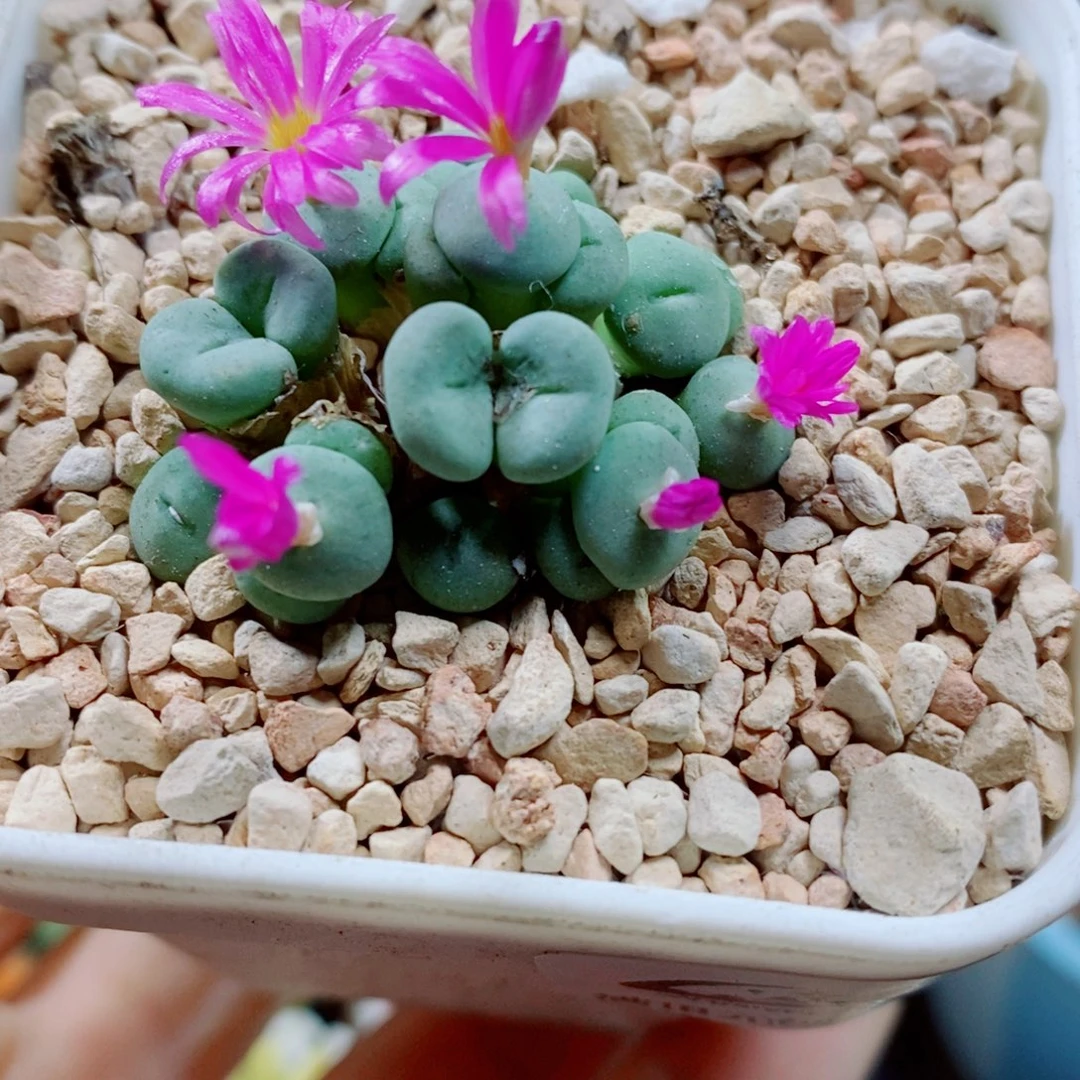 生石花花花花花花花304