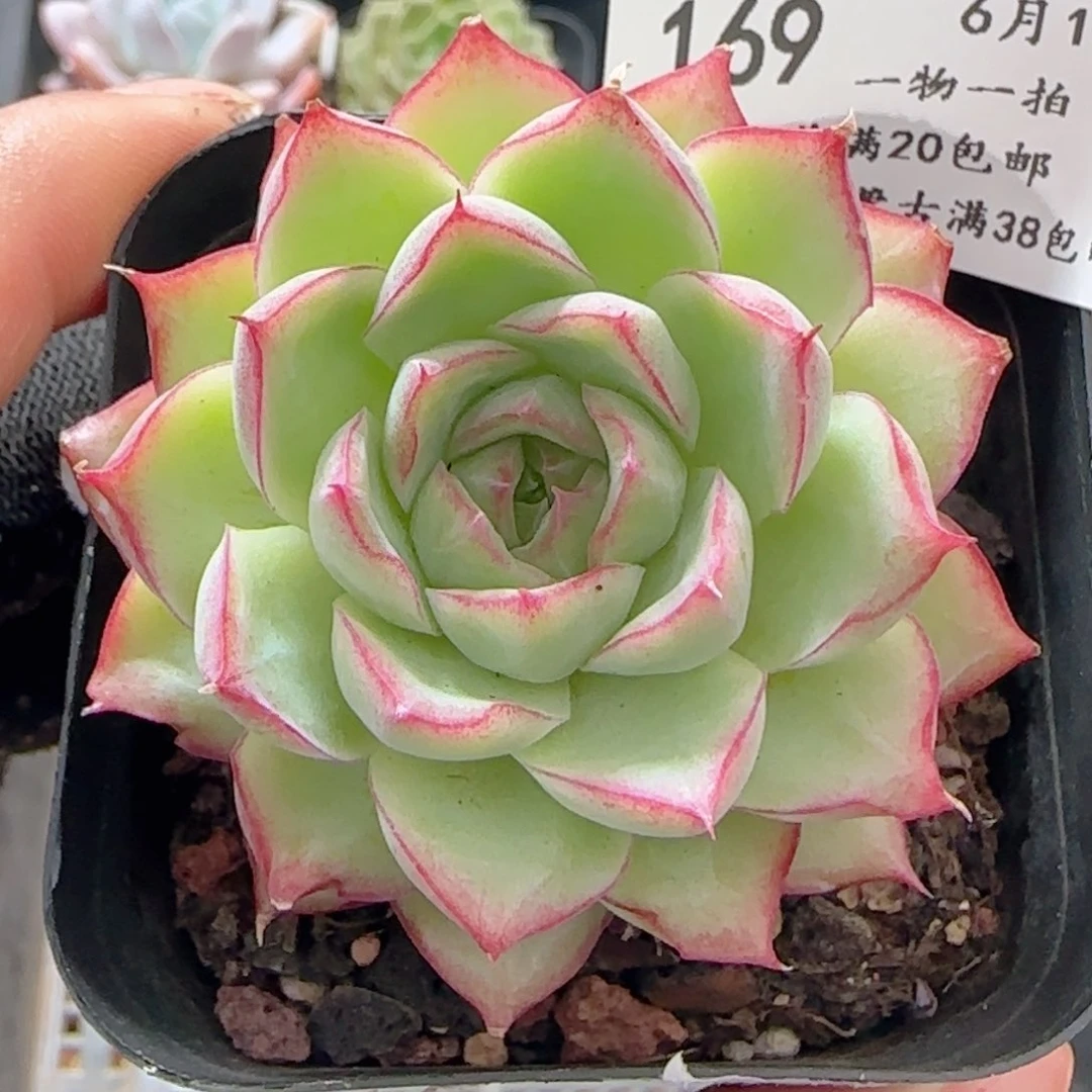 0615-169边线女王玫瑰