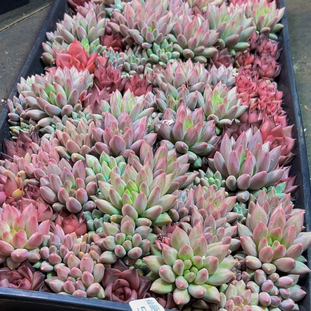 小****552多肉葡萄的价格是多少啊